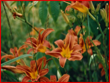 cropped-lilies-2.png